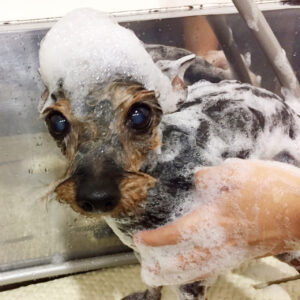 シャンプーミックス