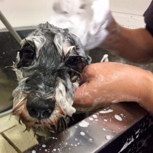 シャンプーMシュナ