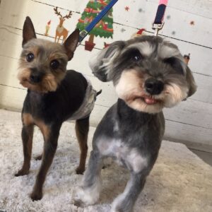 仕上がりミックス&Mシュナ