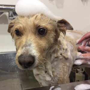 シャンプーミックス