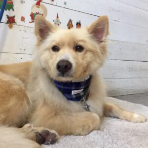 仕上がりミックス