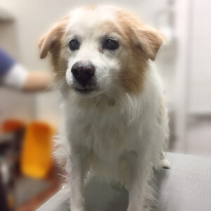 よろしくミックス