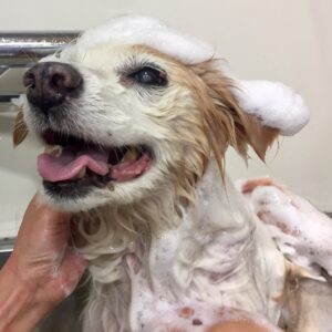 シャンプーミックス