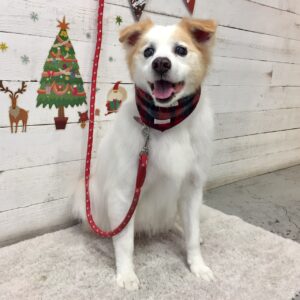 仕上がりミックス