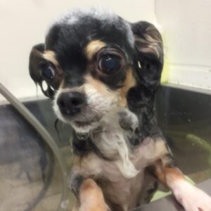 シャンプーチワワ