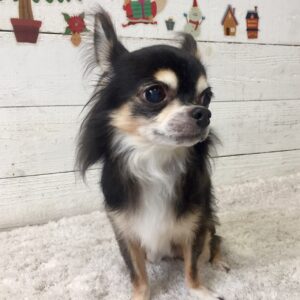 仕上がりチワワ