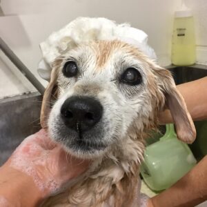 シャンプーミックス