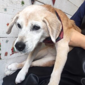 仕上がりミックス