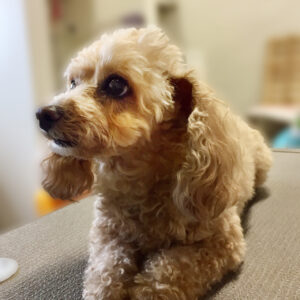 よろしくトイプー