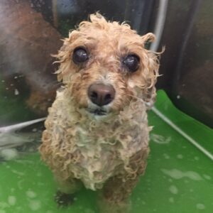 シャンプートイプー