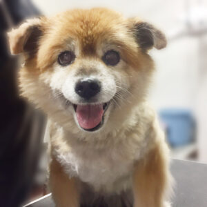 よろしくミックス