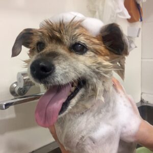 シャンプーミックス