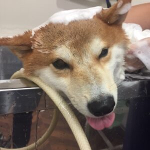 シャンプーしば