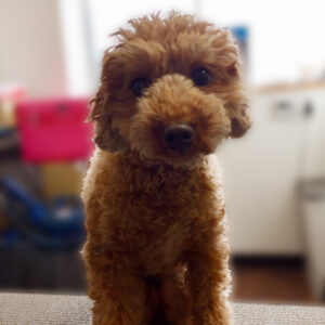 よろしくトイプー