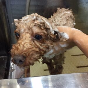 シャンプートイプー