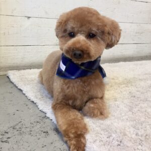 仕上がりトイプー