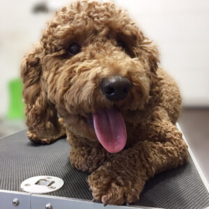 よろしくトイプー