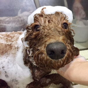 シャンプートイプー