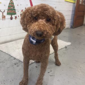 仕上がりトイプー