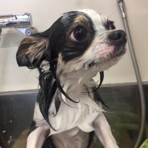 シャンプーチワワ