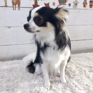 仕上がりチワワ