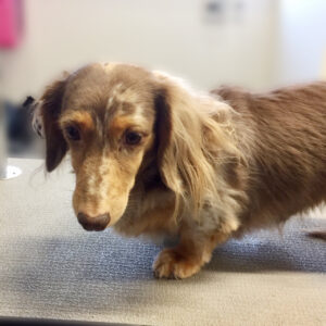 よろしくダックス