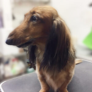 よろしくダックス