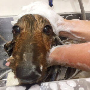 シャンプーダックス