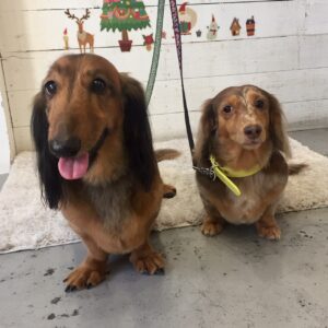 仕上がりダックス