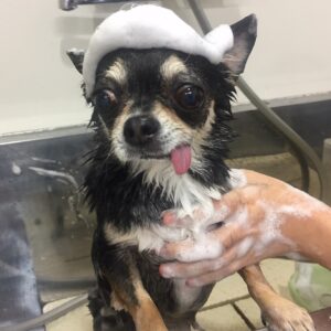 シャンプーチワワ