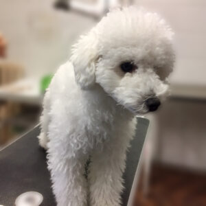 よろしくトイプー