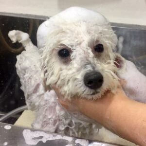 シャンプートイプー