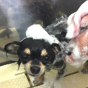 シャンプーチワワ