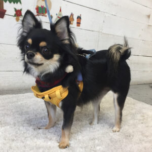 仕上がりチワワ