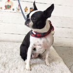 バブちゃんアイキャッチ