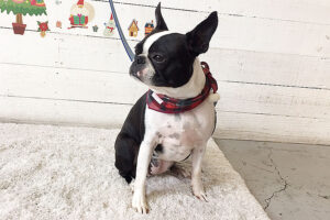 バブちゃんアイキャッチ