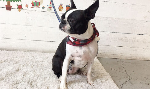 バブちゃんアイキャッチ