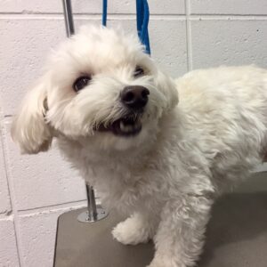 よろしくミックス