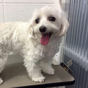 よろしくマルチーズ