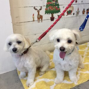 仕上がりマルチーズ&ミックス