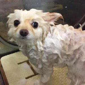 シャンプーポメ