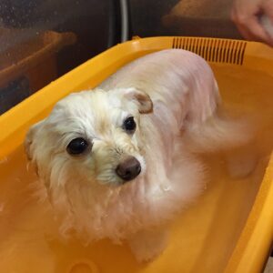 お風呂ポメ