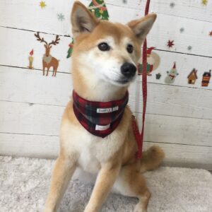 仕上がりミックス