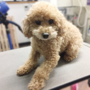 よろしくトイプー