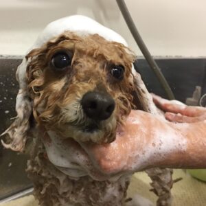 シャンプートイプー