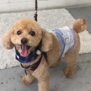 仕上がりトイプー