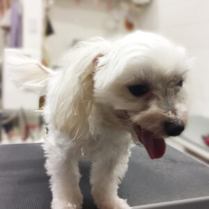 よろしくマルチーズ