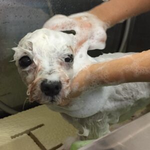 シャンプーマルチーズ