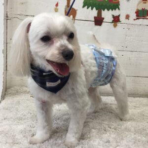 仕上がりマルチーズ