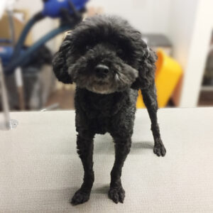 よろしくトイプー